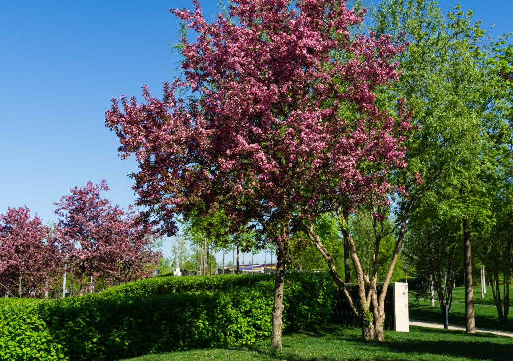 Pink flowers of Apple Malus pumila 'Niedzwetzkyana'. Dark pink blossoms of Niedzwetzky's apple  in public landscape city park Krasnodar or Galitsky park. Spring floral pattern design. Selective focus