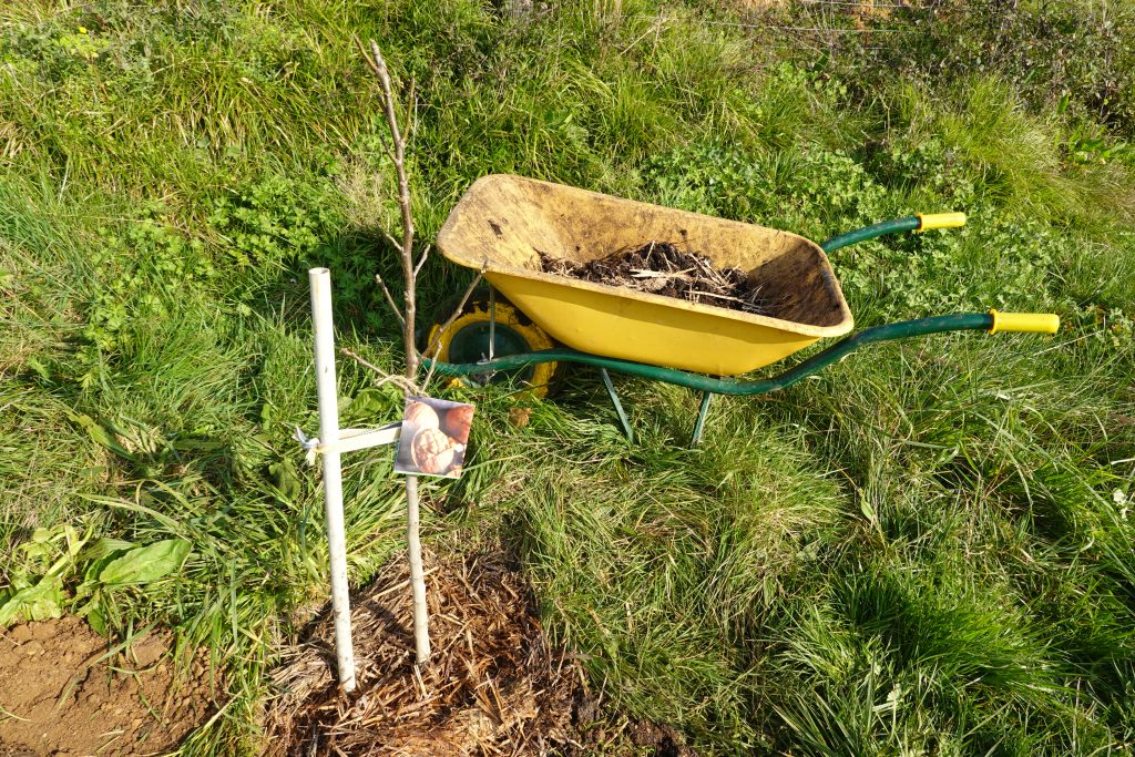 planting a young walnut tree. walnut tree with stake to grow straight.