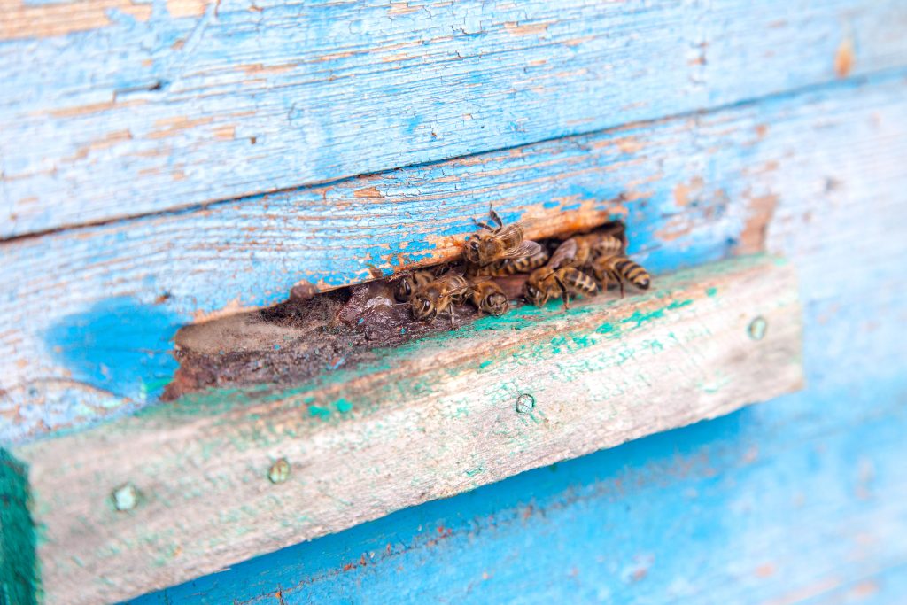 Plenty of bees at the entrance of beehive in apiary. Busy bees, close up view of the swarming bees on blue plank.