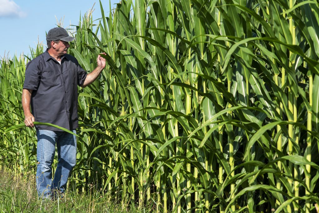 Portrait of farmer inspecting rows of ears of corn, corn on cob, stalks on hot summer day, with blue sky, agricultural field, agriculture, raw food, husks, leaves, plant stems, harvest, crop