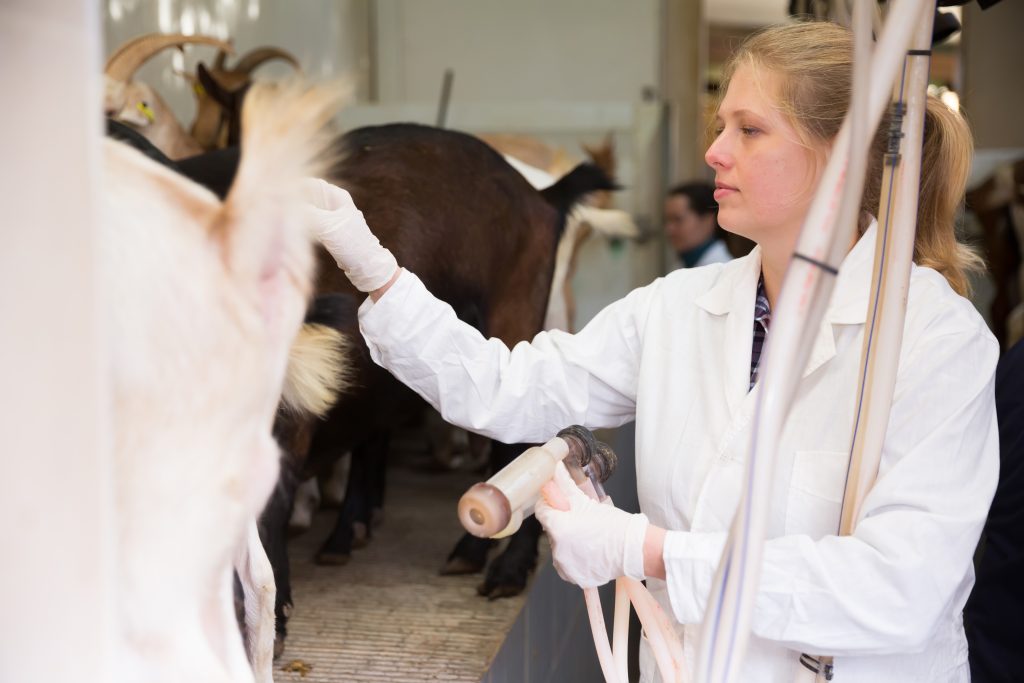 Portrait of professional female breeder in barn ready for goat milking