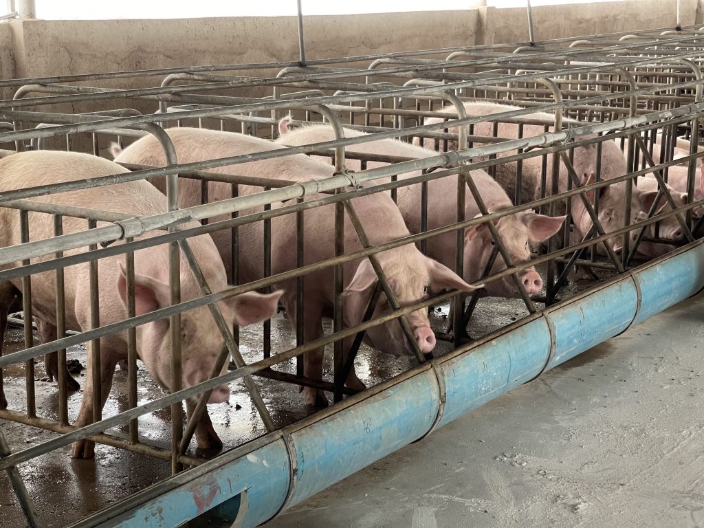 Pregnant sows are kept in steel-barred pens on a large pig farm.