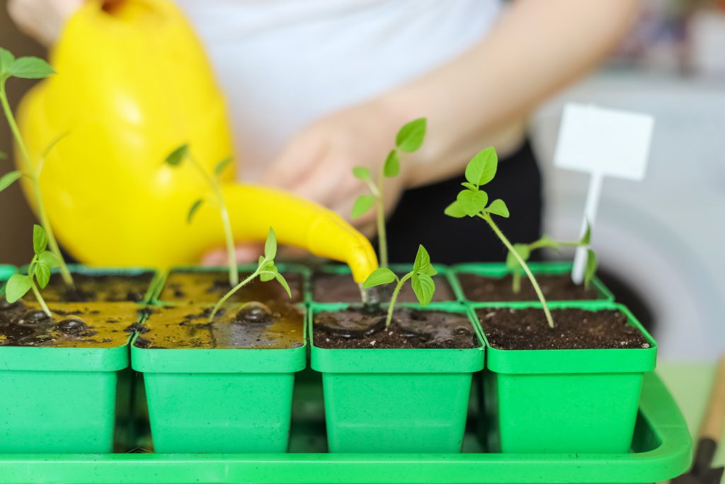 Pricking out and watering new plants. Transplanting plant seedlings in seedling tray at home. Gardening as a hobby. Photo with selective focus