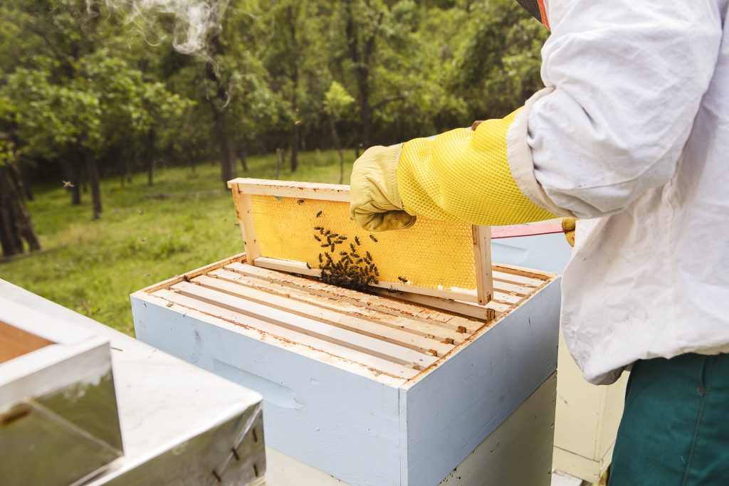 Promoting sustainable beekeeping, а comprehensive guide to honeycomb inspection, hive management, and bee health