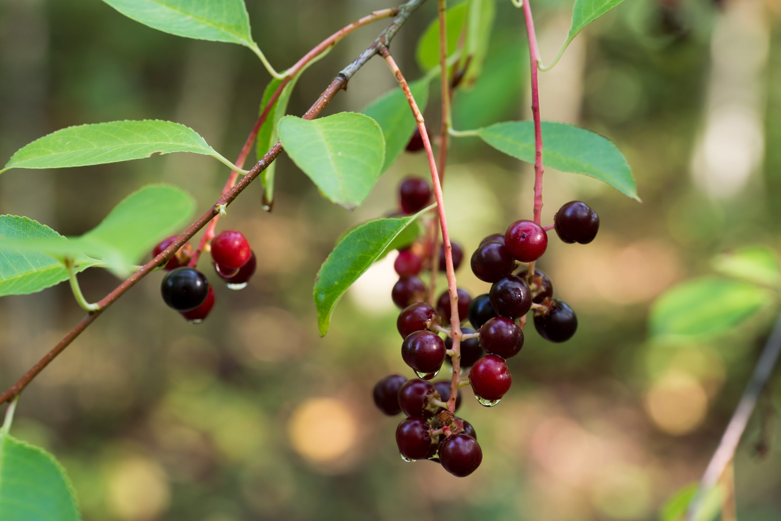 Prunus serotina, wild black cherry ripe berries closeup selective focus