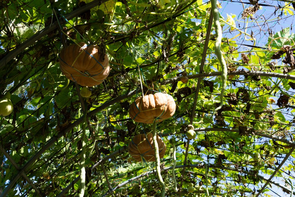 pumpkin on cattle panel trellis