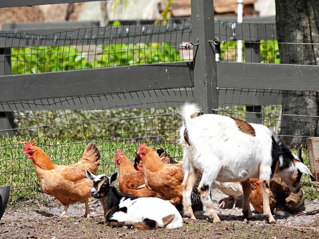 Pygmy Goats and Chickens - profile