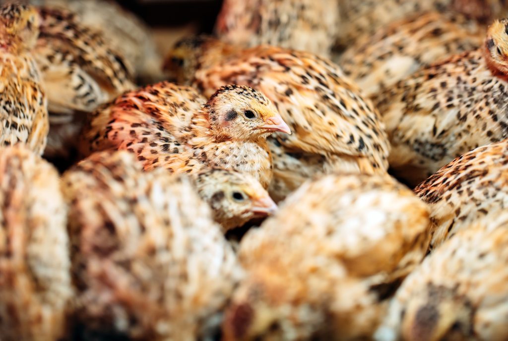 Quail Chicks in a cage on the farm