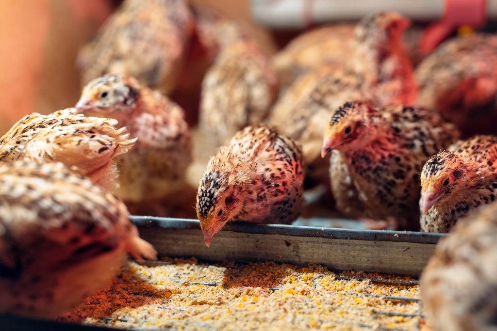 Quail Chicks in a cage on the farm