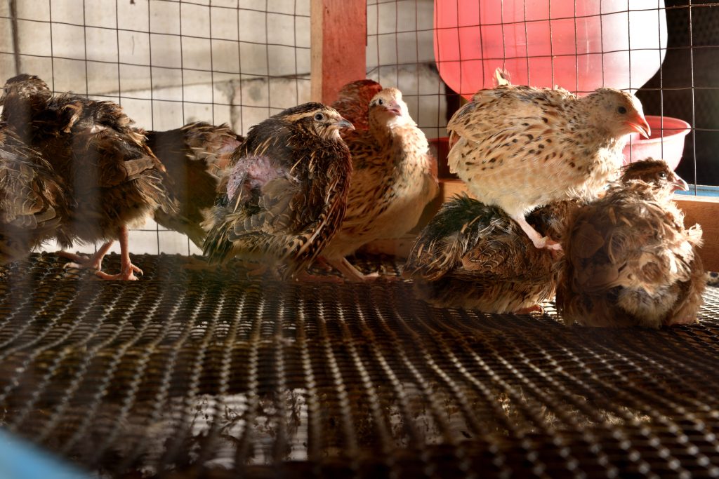 quails and eggs in a cage on a farm