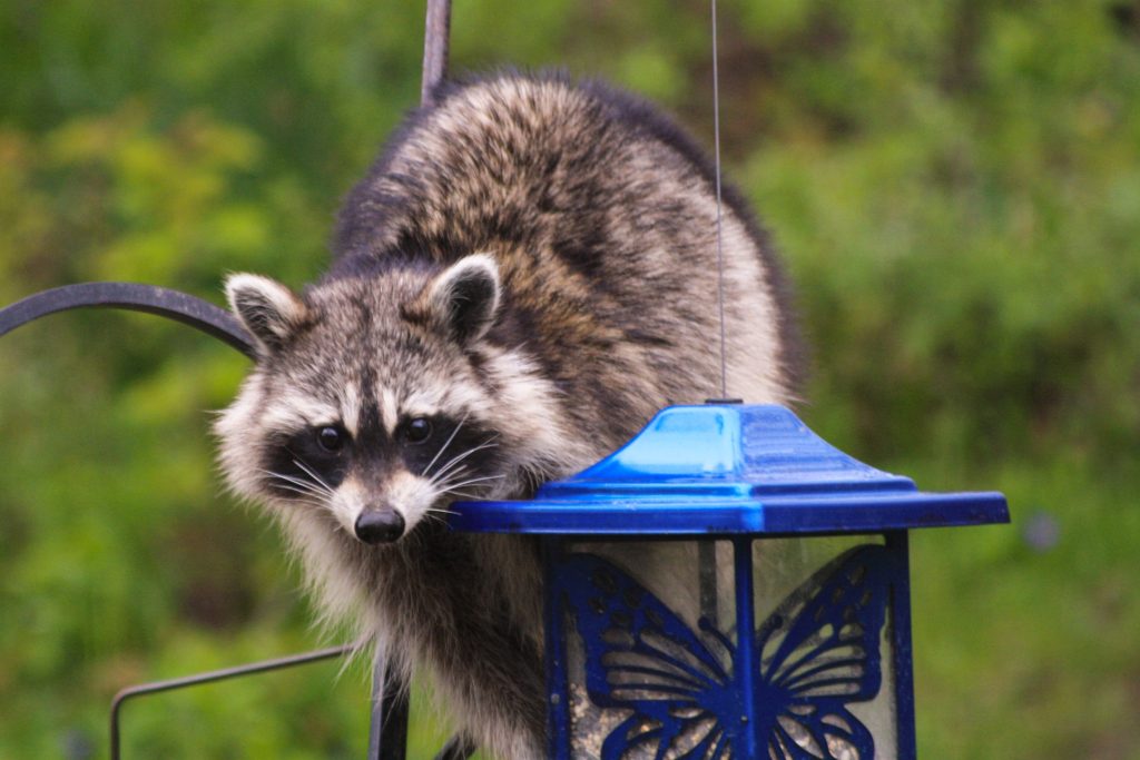 Raccoon has discovered that she is being watched