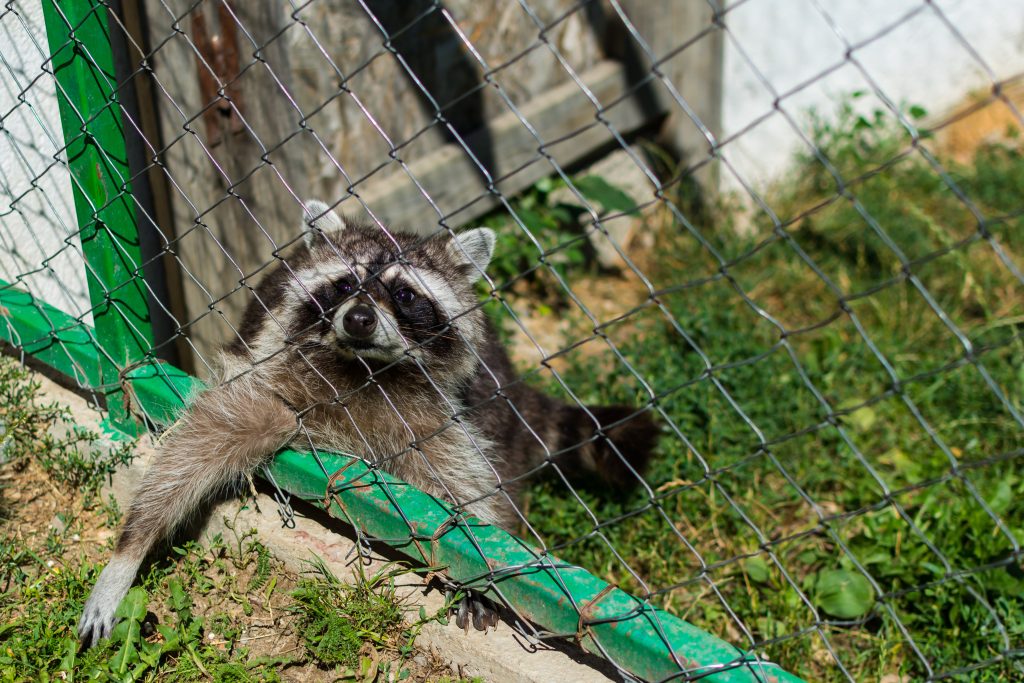 Racoon in the cage asking for food