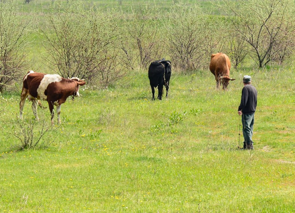 Red and black cows are grazing on a spring morning on a green meadow .