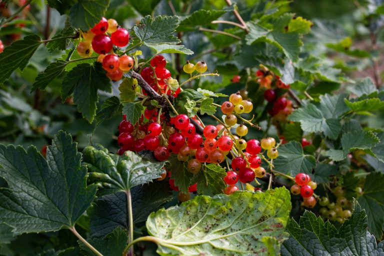 Red currant berries among green leaves close up