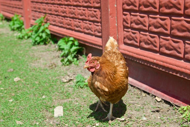 Red hen outdoors, summer, Sunny day. The Russian village.