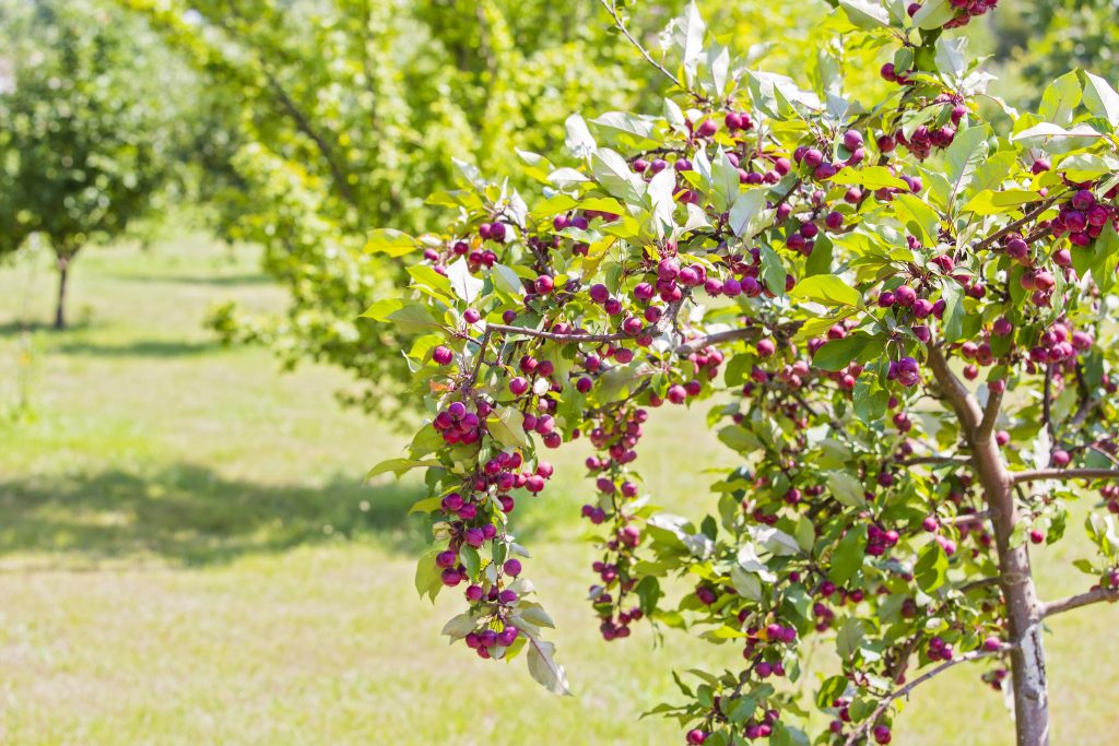 Red little Paradise apples on branch of the apple tree. Malus pumila. Paradisiaca.