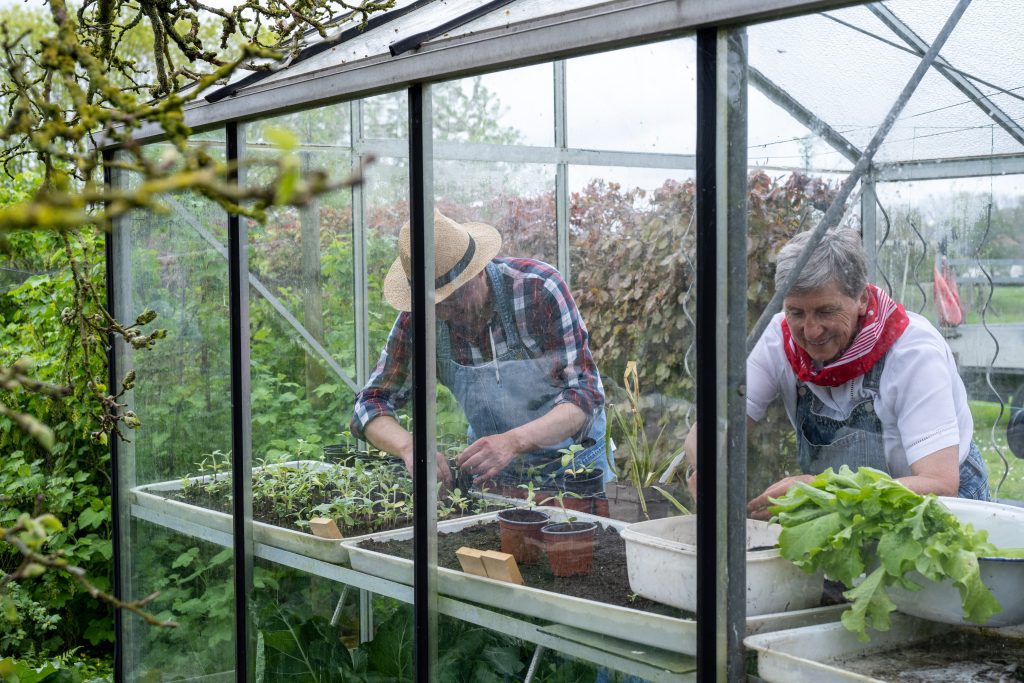 Retired elderly couple working in their greenhouse to transplant sprouts and small plants in the field, concept of active, healthy and happy senior people