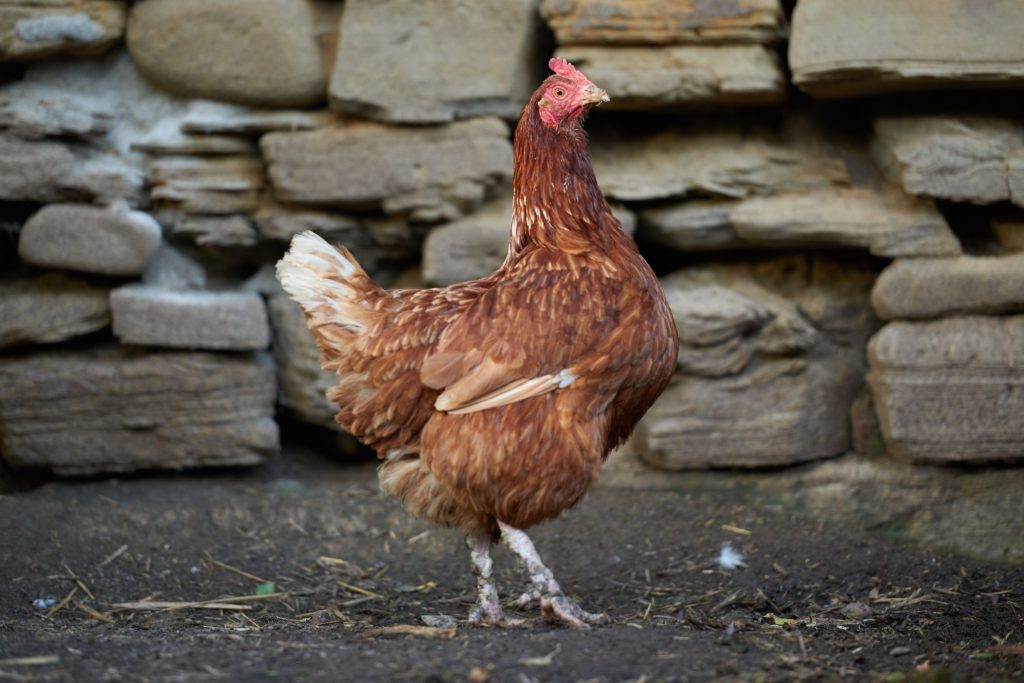 rooster or chickens on traditional free range poultry farm