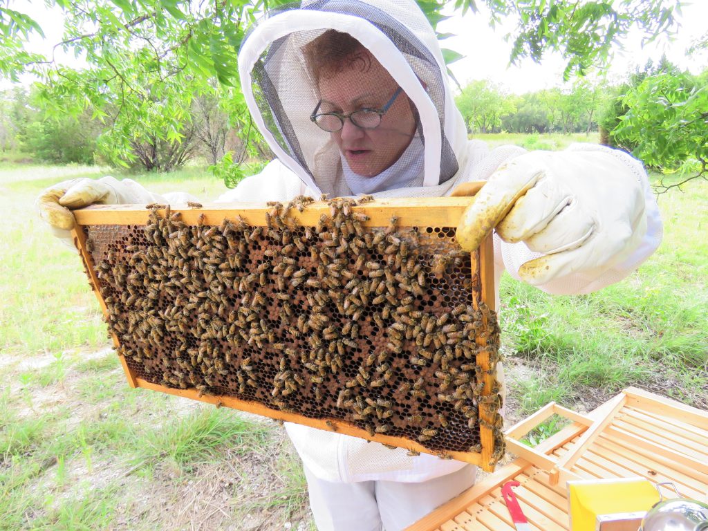 senior woman beekeeper inspects bee hive