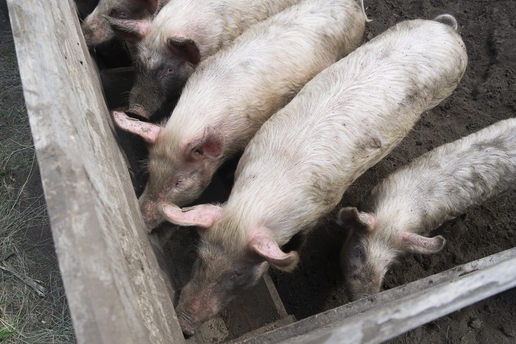 Several white pigs eat food outdoors in a wooden corral. Sunny summer day, a wooden fence.