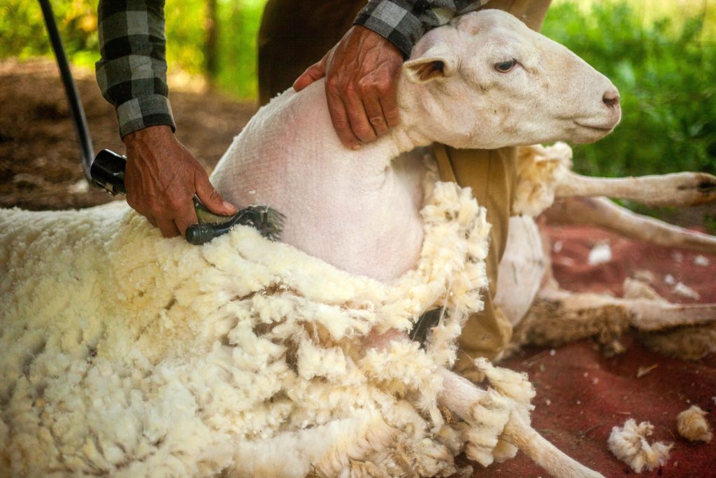 Shearing day, the sheeps need so much to get cooler