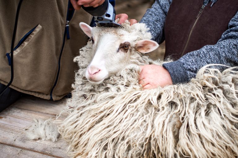 Shearing the wool of sheep. Close-up. farmer shearing the head of sheep with an electric machine.