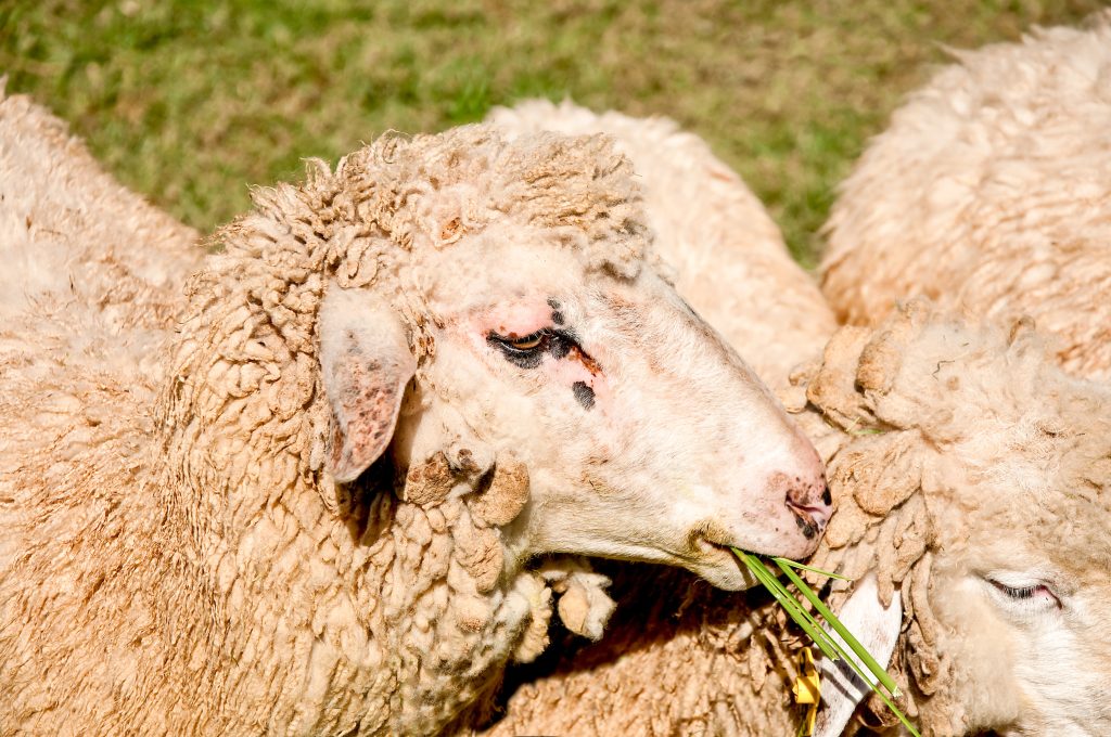 Sheep eating green grass in farm