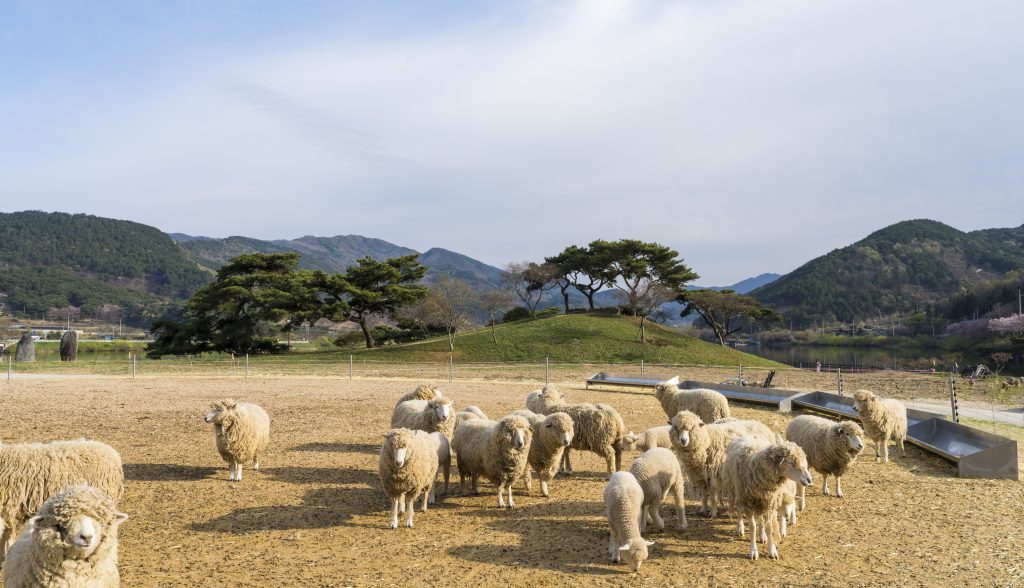 Sheep farm in Jirisan Cheese Land in bloom with daffodil flowers (April 4, 2023, Gurye-gun, Jeollanam-do, Korea)