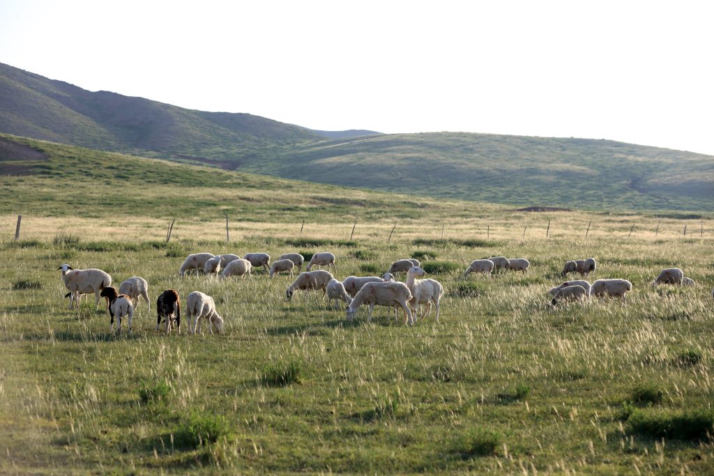 Sheep flock  is on the grassland under the blue sky and white clouds