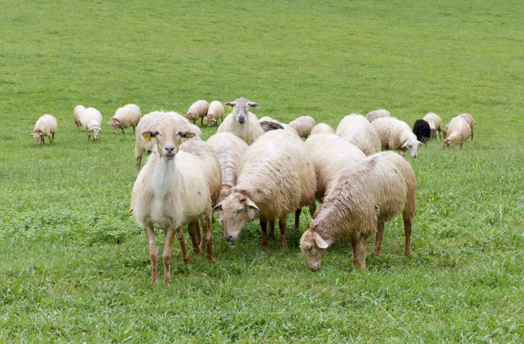 Sheep grazing in a green meadow, Spain