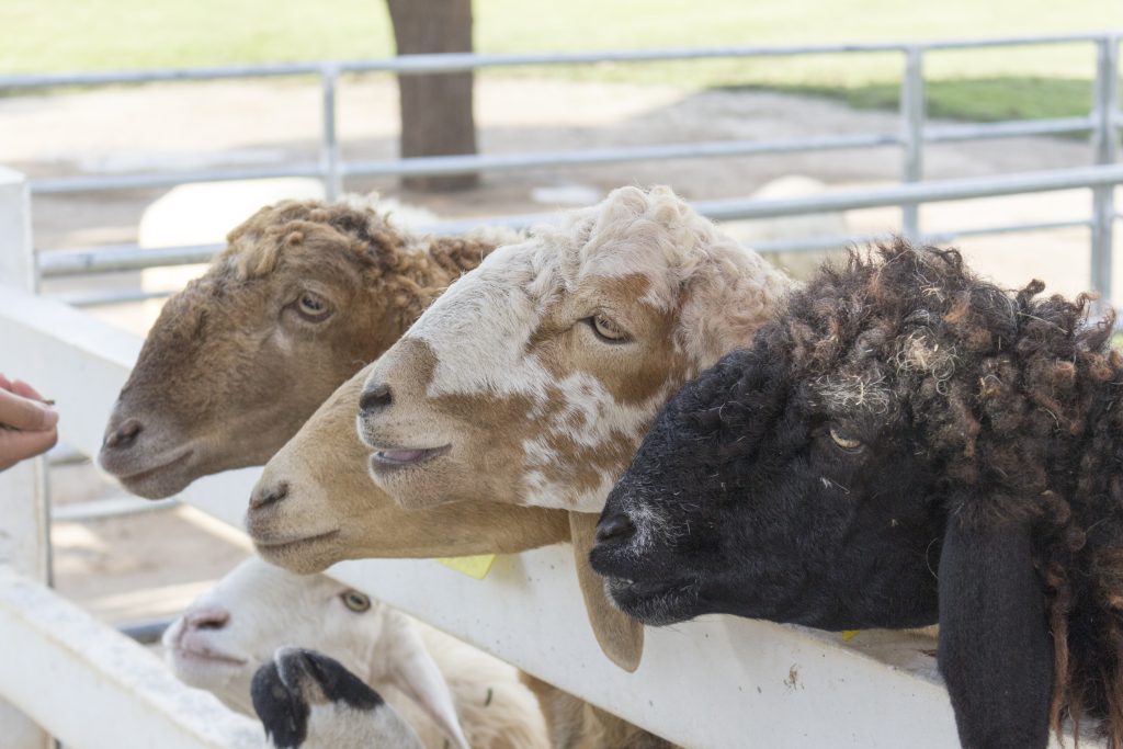 sheep in farm