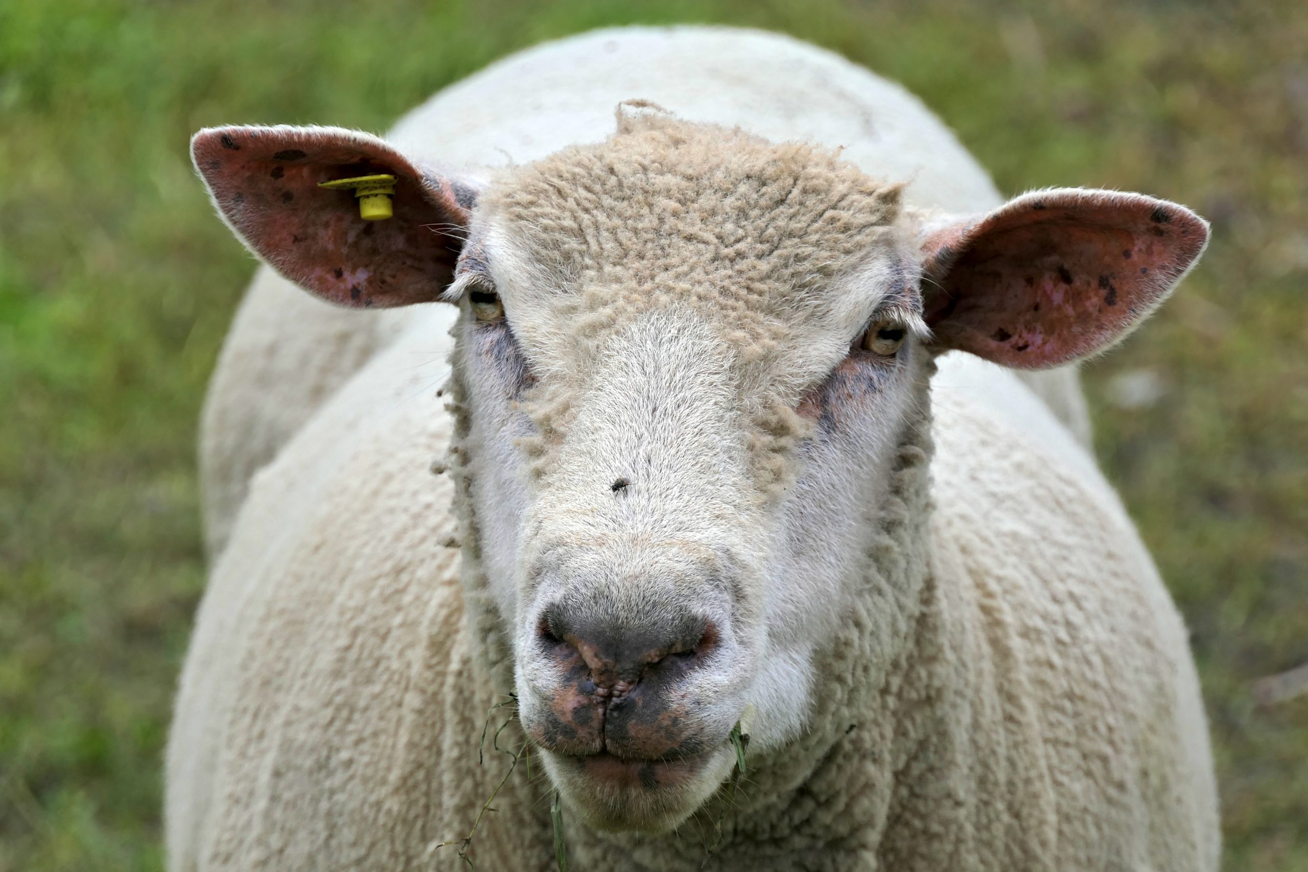 Sheep on a field of a farm in Switzerland.