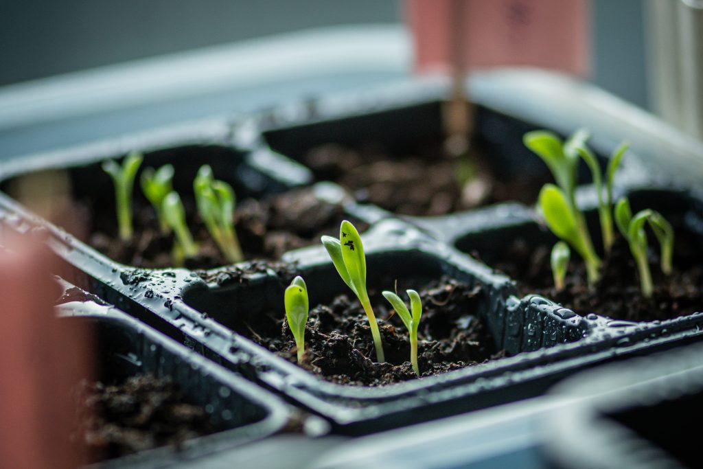 Small young green calendula or marigold seedlings just sprouted from seeds planted in fertile potting soil