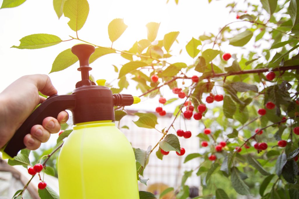 Spraying cherries with boric acid and a solution from parasites.