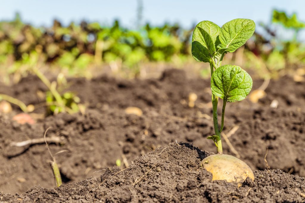 Sprouted potato tuber. Green shoots of potato seed on the background of the plantation. Agricultural background with limited depth of field.