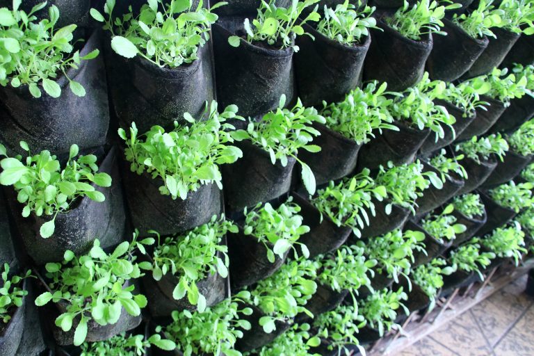 Sprouts of False pakchoi or Mock pakchoi in black bag, bags are hanging in row, Thailand. Vertical vegetable planting.