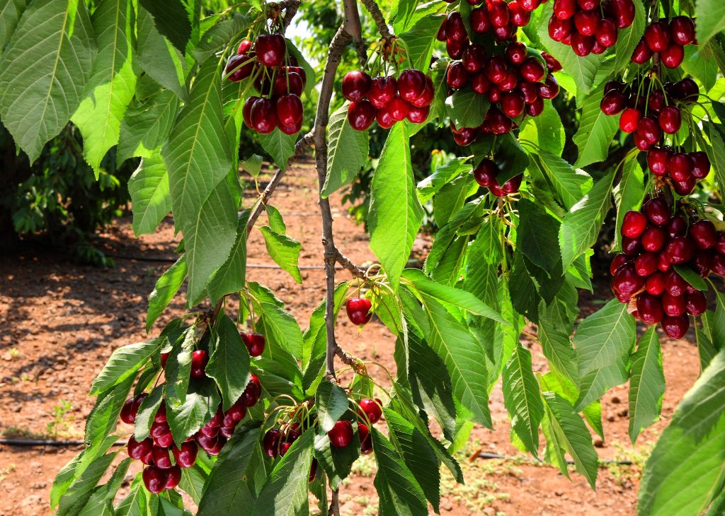 Sweet cherry grow on a tree. Harvesting