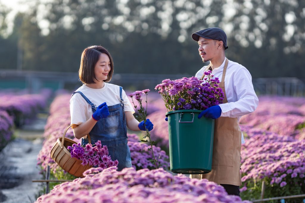 Team of Asian farmer and florist is working in the farm while cutting purple chrysanthemum flower using secateurs for cut flowers business for dead heading, cultivation and harvest season