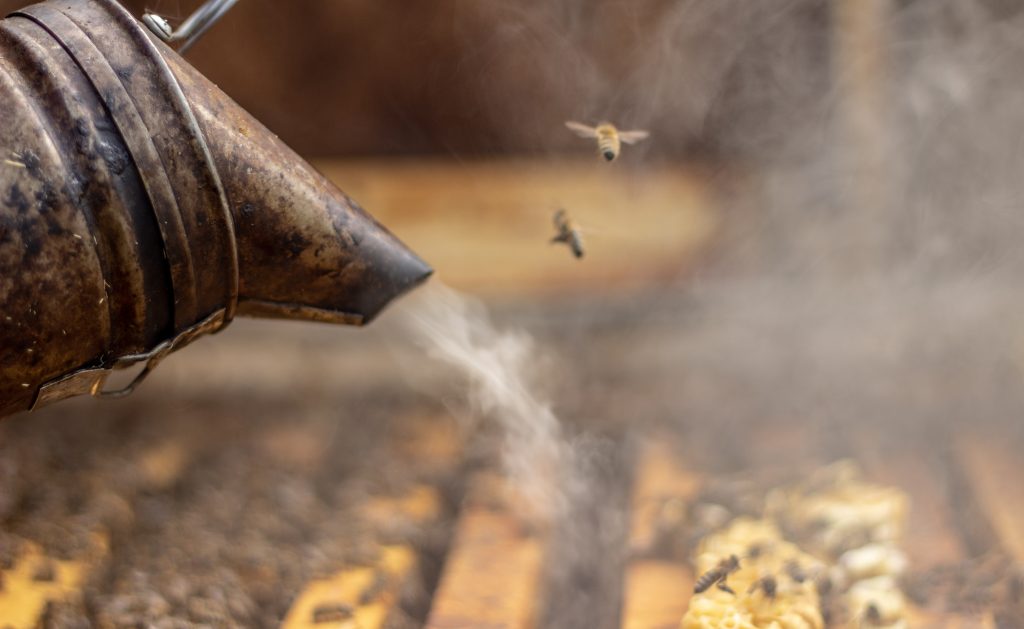 The beekeeper treats the hive with smoke to calm the bees before work