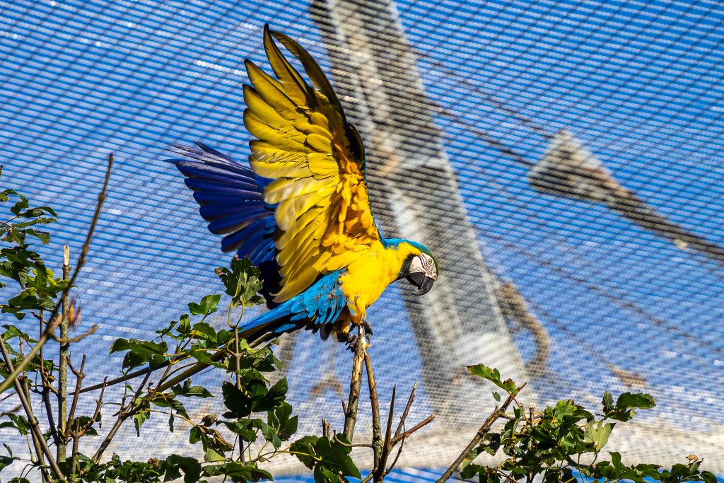 The Blue-and-yellow Macaw, Ara ararauna also known as the blue-and-gold macaw, is a large South American parrot with mostly blue top parts and light orange underparts