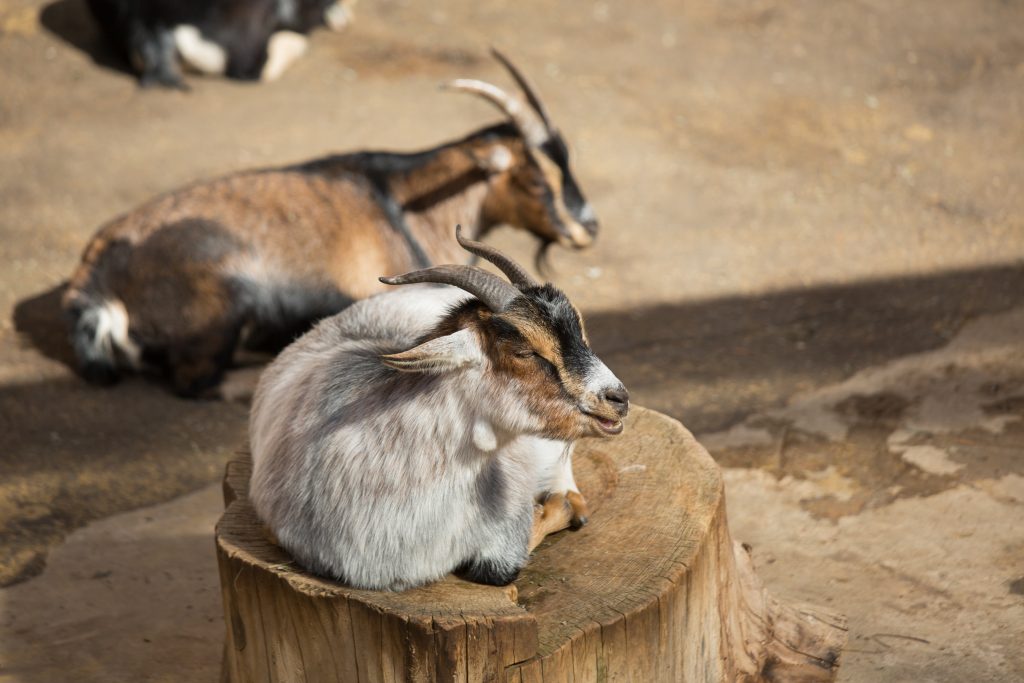 The goat, a pet, lies on a wooden stump like a pedestal. Agriculture, farm