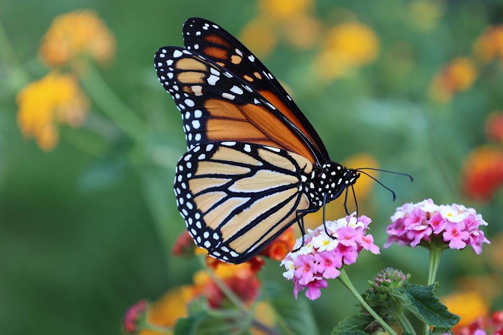 The gorgeous Monarch Butterfly captured while sampling pollen from Lantana flowers.  This beautiful orange and black butterfly seems to be making a comeback after years of decline, likely caused by man's encroachment on its environment.

This photo captures a side portrait and was taken in Southern Quebec in the summertime.