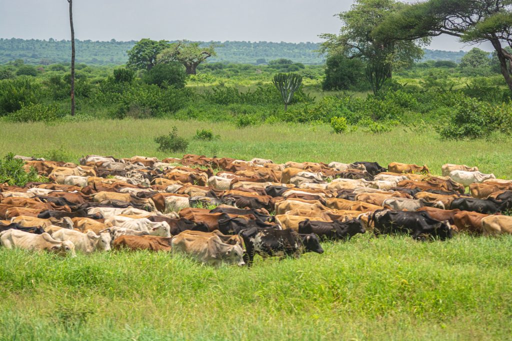 The photos shows huge number of cattle which may impacted to the environment