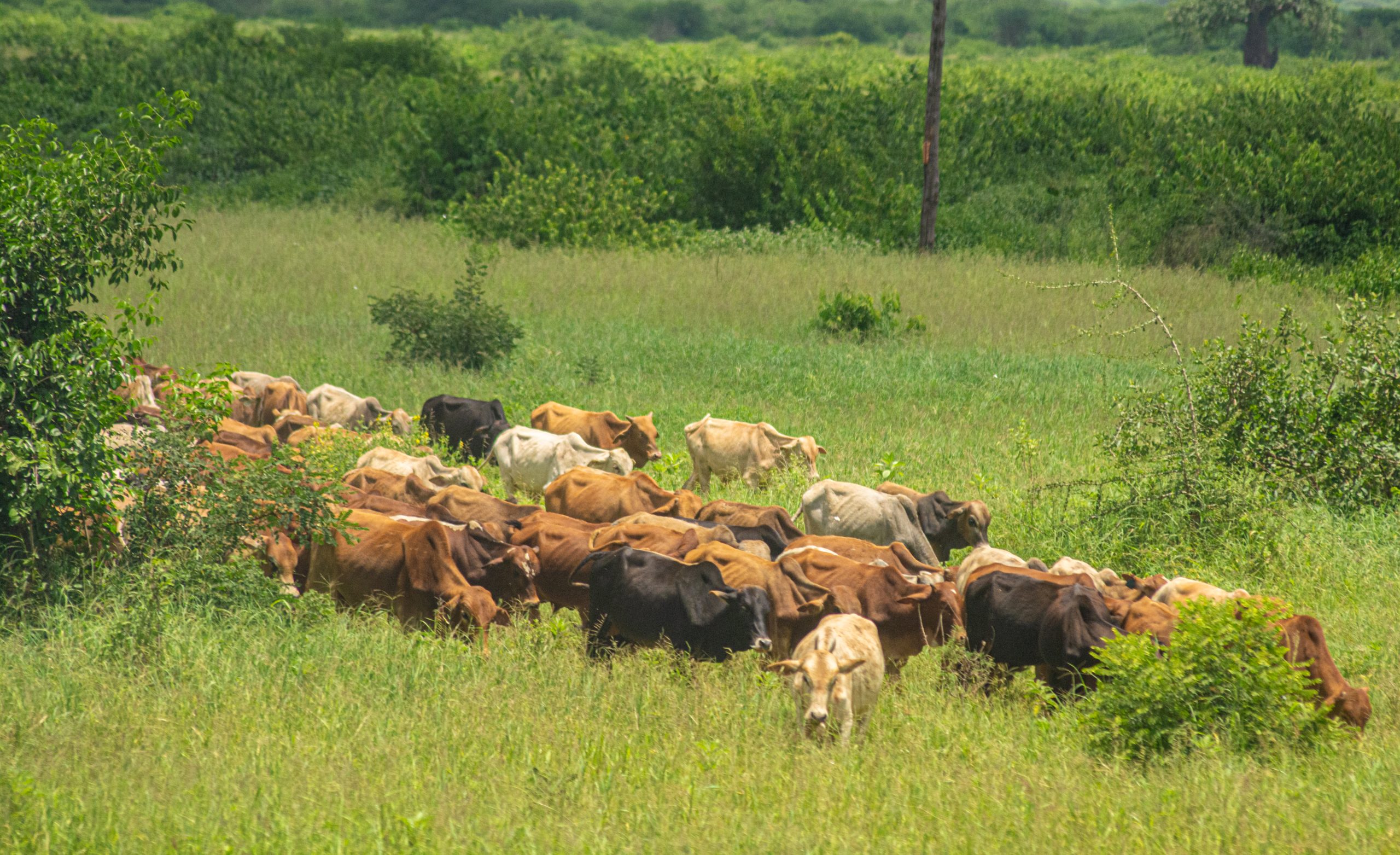 The photos shows huge number of cattle which may impacted to the environment