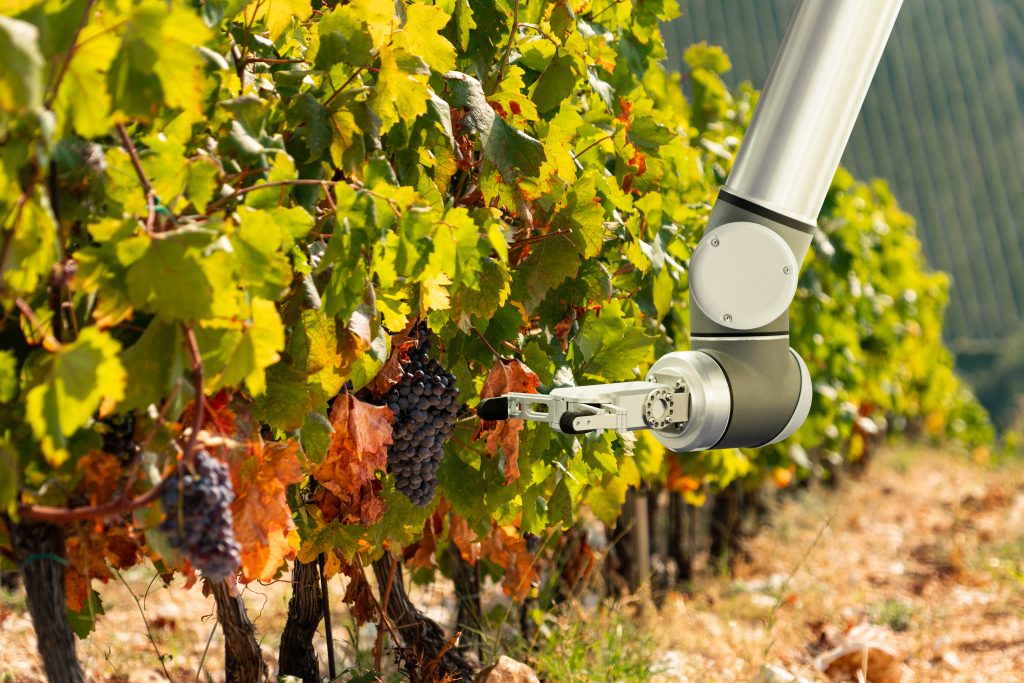 The robot arm is working in the vineyard. Smart farming and digital agriculture.