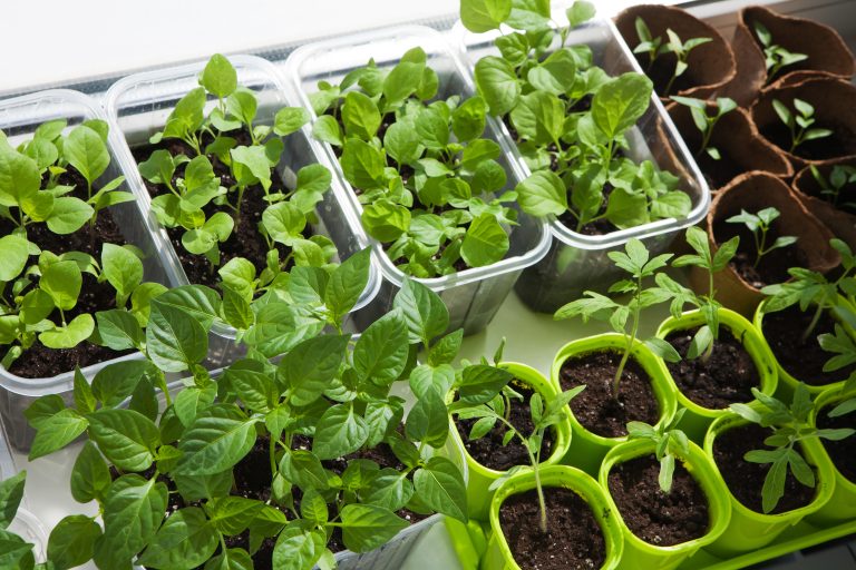 Top view of the many pots with seedlings of vagetables, indoor