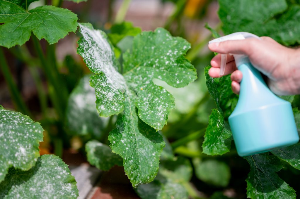 Treating powdery mildew on a zucchini plant.