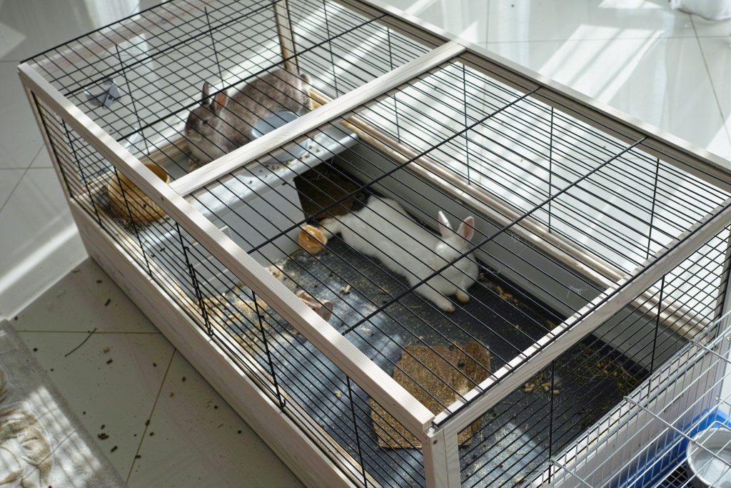 two lovely rabbits sitting in a big metal cage at home, and mess on the floor, no people