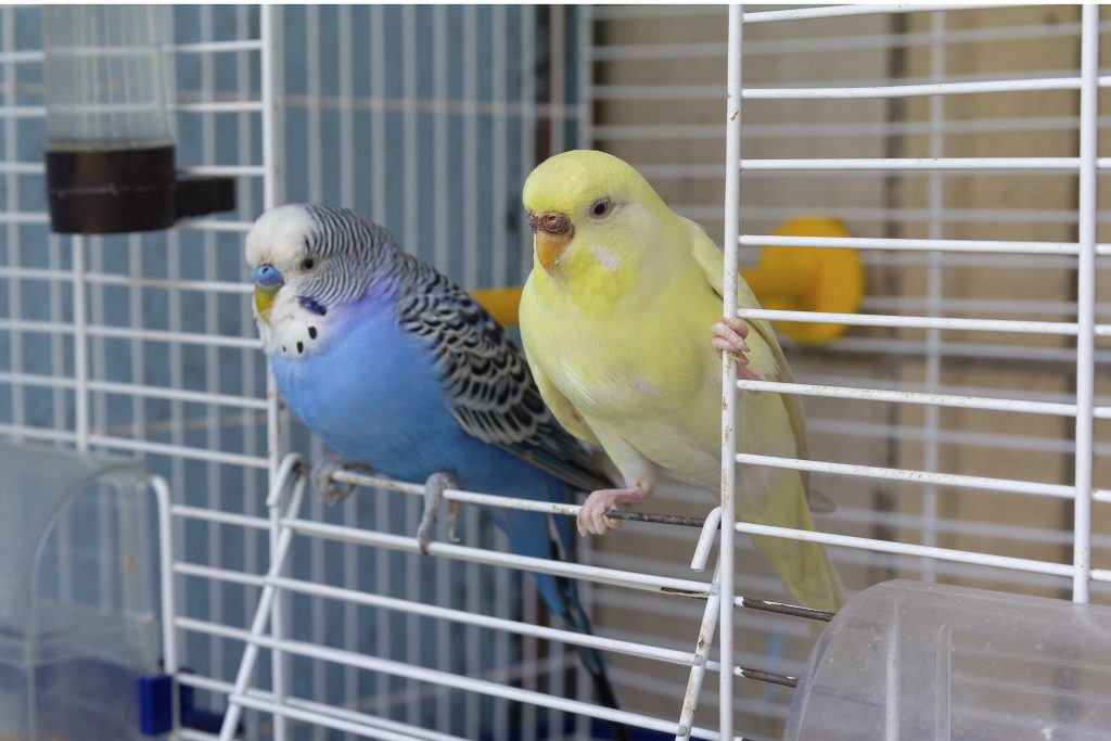 Two parrot sits at the exit of the cage. Birds