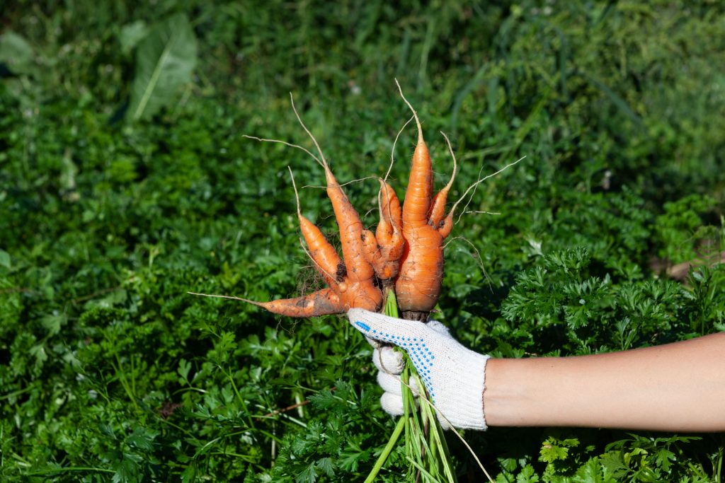 Ugly dirty carrots in female hand. Outdoor. Garden. Concept - Food waste reduction. Using in cooking imperfect products.